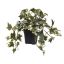 IVY BUSH IN POT 22CM HOLLAND