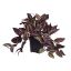 IVY BUSH IN POT 22CM WANDERING RED