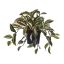 IVY BUSH IN POT 22CM WANDERING