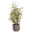 MINI BAMBOO IN POT 30CM GREEN