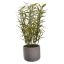 MINI BAMBOO IN POT 40CM GREEN