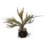 MOSS BASE STAGHORN 30CM GREEN