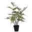 ASPARAGUS PLANT 50CM GREEN