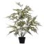 ASPARAGUS PLANT 80CM GREEN