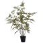 ASPARAGUS PLANT 90CM GREEN