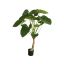 ALOCASIA CALIDORA W/13LVS 120CM GREEN