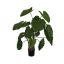 ALOCASIA CALIDORA W/20LVS 120CM GREEN