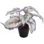 BEGONIA IN POT 16CM LAVENDER