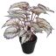 BEGONIA IN POT 35CM LAVENDER