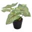 SYNGONIUM IN POT 16CM GREEN