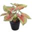 SYNGONIUM IN POT 16CM GREEN RED
