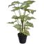 SYNGONIUM IN POT 46CM GREEN