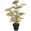 SYNGONIUM IN POT 46CM GREEN RED