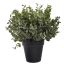 EUCALYPTUS IN POT 28CM GREY
