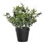 EUCALYPTUS IN POT 23CM GREEN