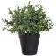 EUCALYPTUS IN POT 25CM GREEN