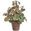 LEAVES BUSH IN POT 32CM GREEN PINK