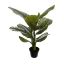 CALATHEA PLANT 60CM IN POT GREEN