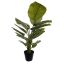 CALATHEA PLANT 85CM IN POT GREEN