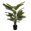 CALATHEA PLANT 115 CM IN POT GREEN