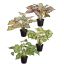 PLANT X 7 IN POT 35CM ASSORTED