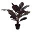 PEACOCK PLANT W/14LVS IN POT 60CM BURGUNDY GREEN