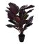 PEACOCK PLANT W/28LVS IN POT 115CM BURGUNDY GREEN