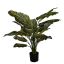 DIEFENBACHIA PLANT W/28LVS 90CM GREEN