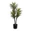 DRACENA PLANT 90CM IN POT WHITE GREEN