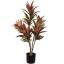 CORDYLINE PLANT 90CM RED