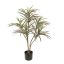 DRACENA MARGINATA 90CM GREEN