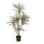 DRACENA MARGINATA 120CM GREEN