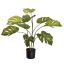 FLOOR PLANT 75CM SPLIT PHILO