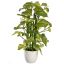 POTHOS PLANT 38CM IN POT GREEN