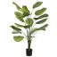 CALATHEA PLANT 140CM GREEN