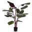 CALATHEA PLANT 140CM RED