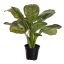 CALATHEA 35CM IN POT GREEN
