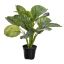 CALATHEA 35CM IN POT SILVER