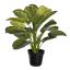 CALATHEA 45CM IN POT GREEN
