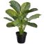 CALATHEA 45CM IN POT SILVER