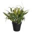 WEEPING WILLOW IN POT 30CM GREEN