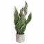 SANSEVERIA IN CEMENT POT 45CM GREEN YELLOW
