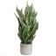 SANSEVERIA IN CEMENT POT 65CM GREEN YELLOW