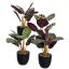 PLANT 33CM IN POT ASSORTED
