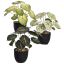 PLANT 28CM IN POT ASSORTED