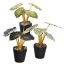 PLANT 20CM IN POT ASSORTED