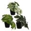 PLANT 25CM IN POT ASSORTED