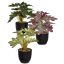 MIX PLANT 26CM IN POT ASSORTED