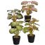MIXED PLANT IN POT 25CM ASSORTED