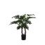 PHILODENDRON SELLOUM TREE 65CM GREEN